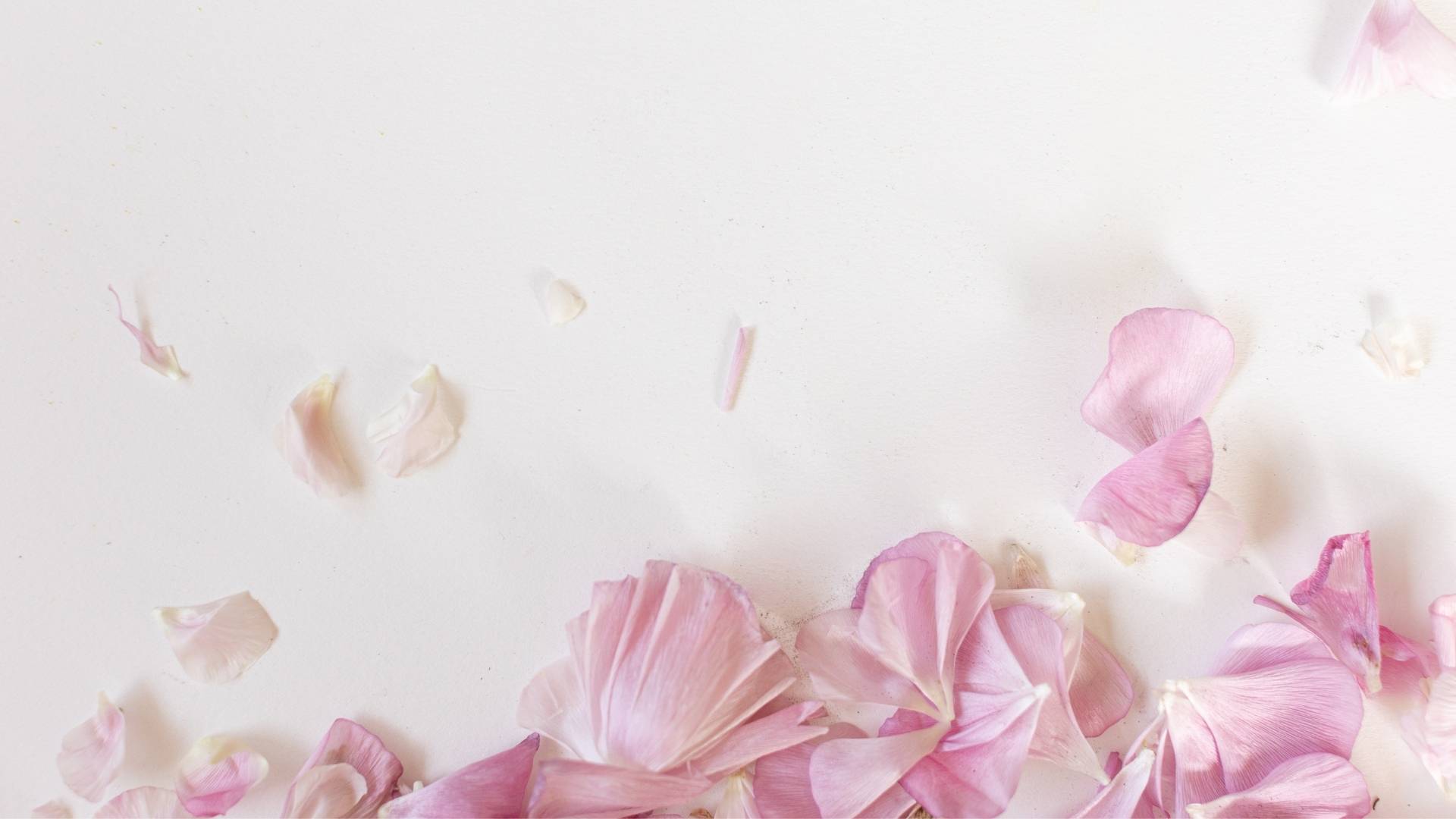 Background trang cho studio