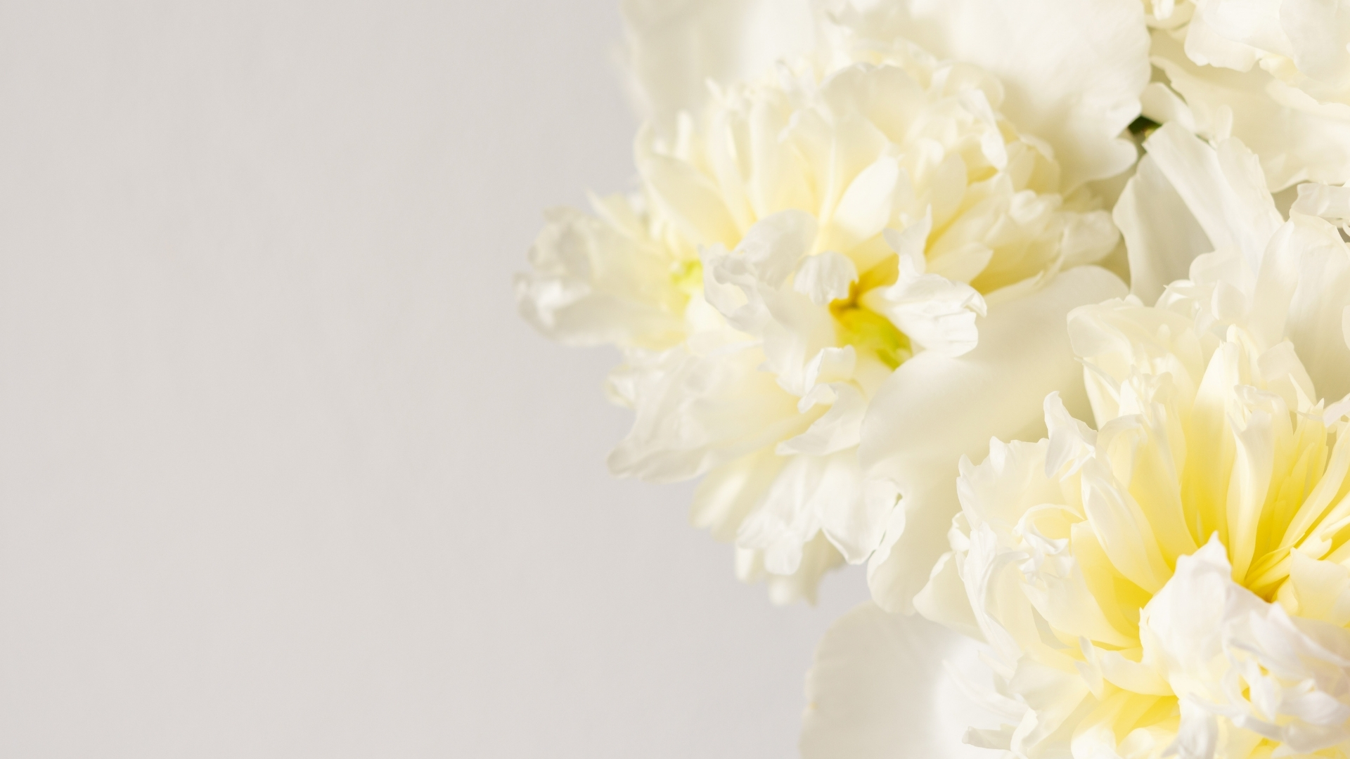 Hinh nen hoa cuc trang