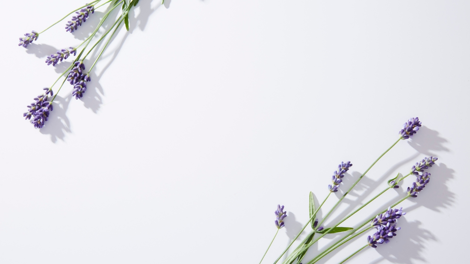 Nen trang hoa lavender