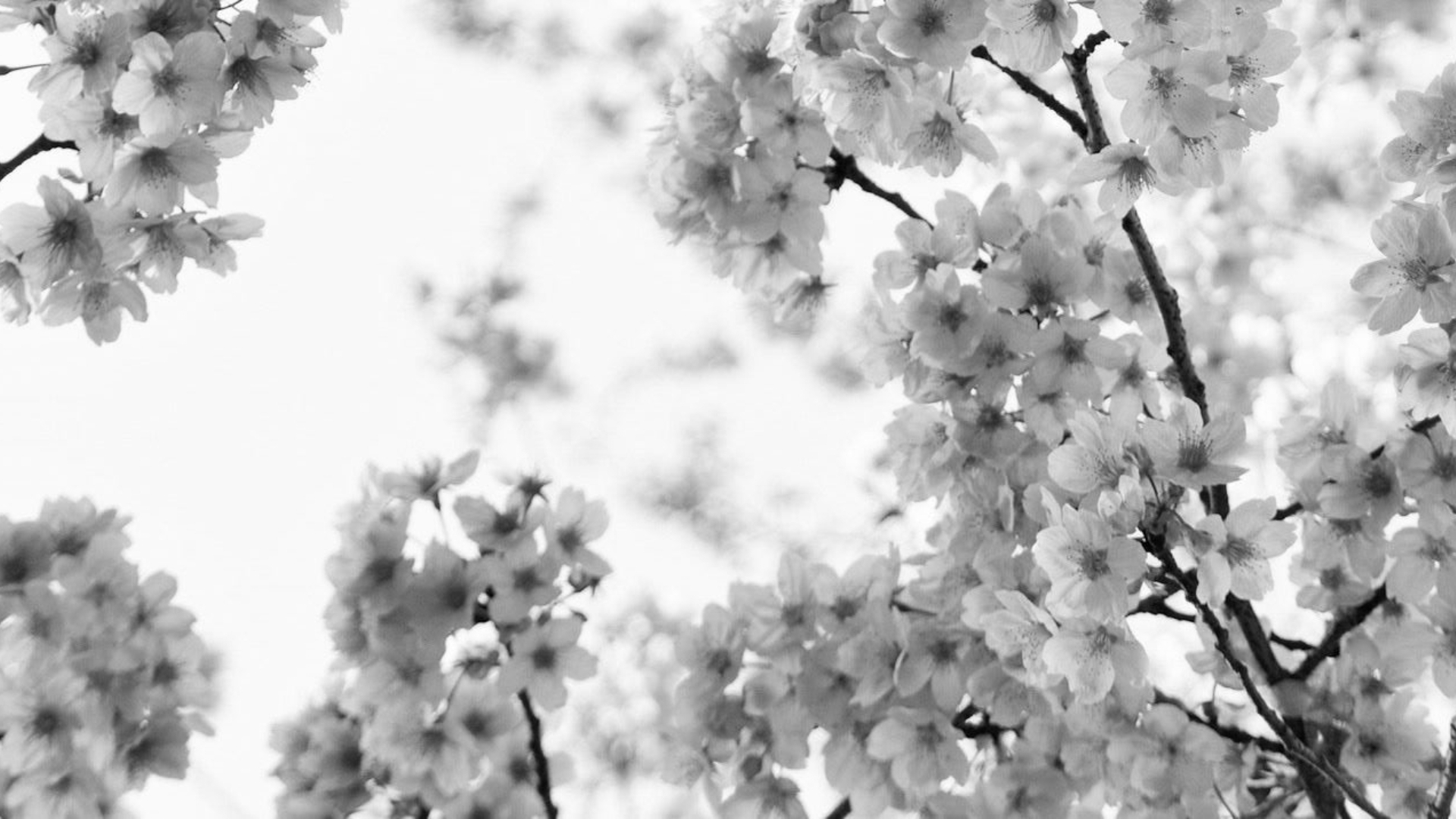 anh hinh nen trang den