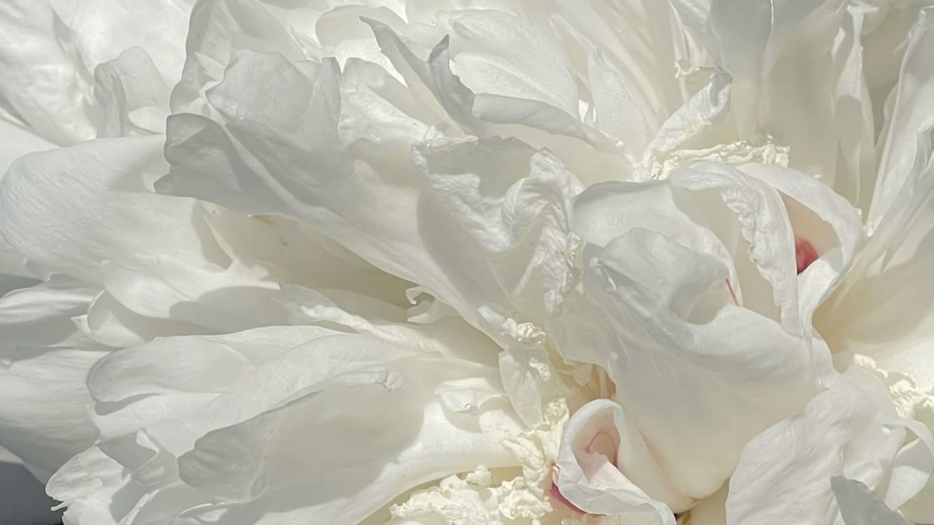 background mau trang nga