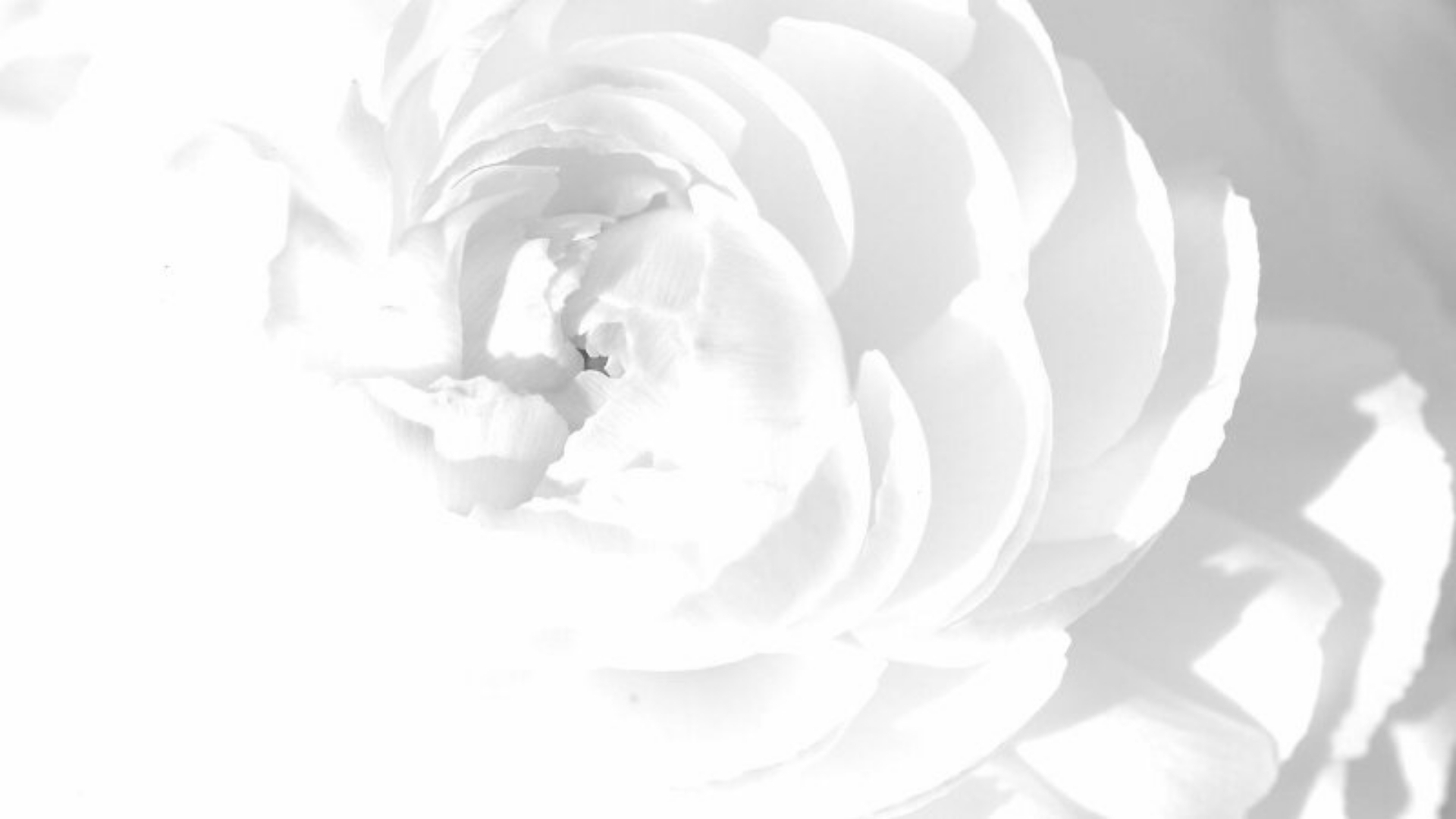 background sen trang