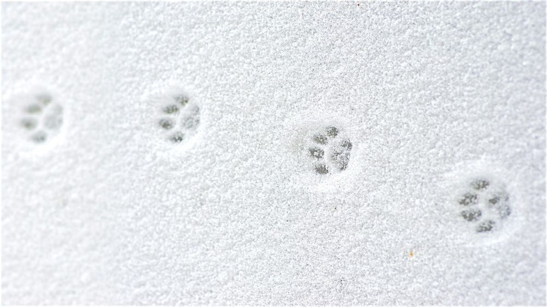 background tuyet trang