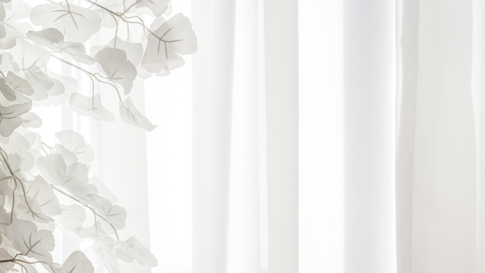 hinh nen hoa giay trang