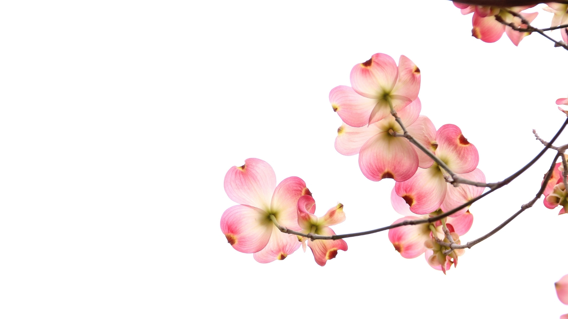 hinh nen trang co hoa