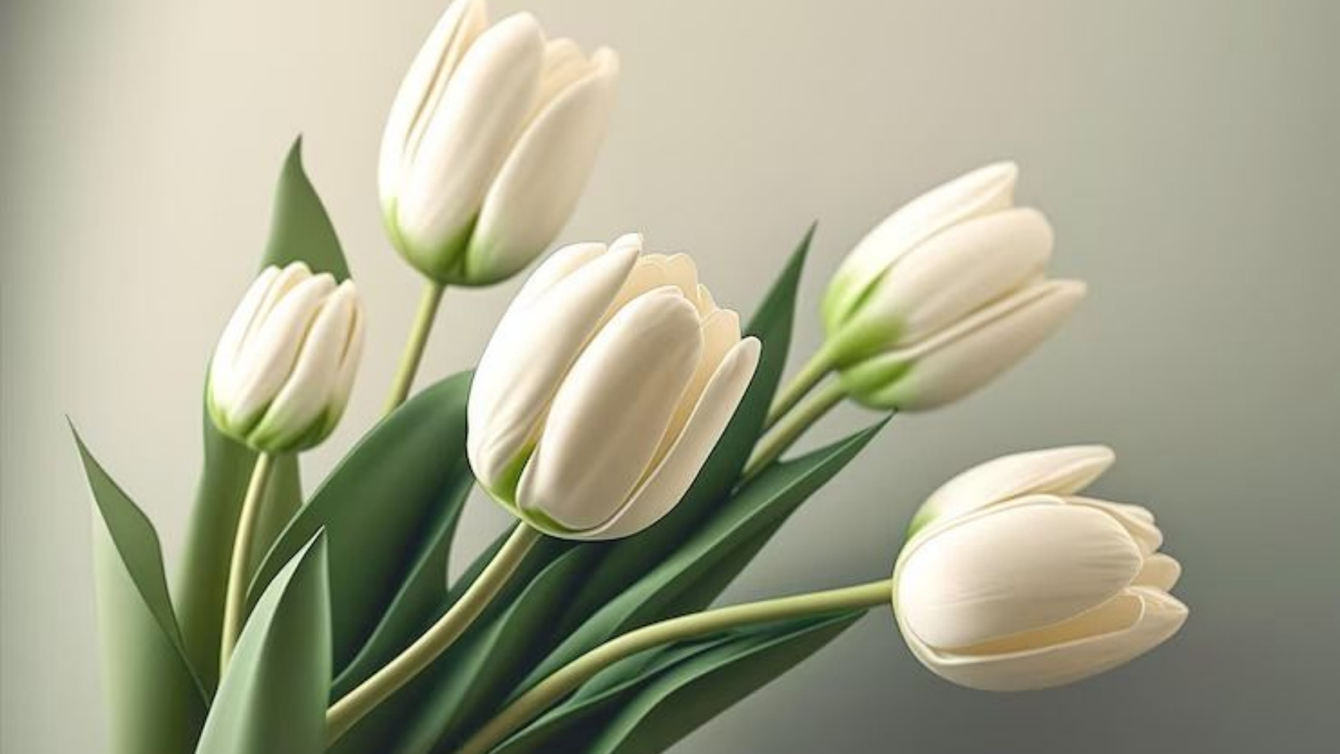 hinh nen tulip trang