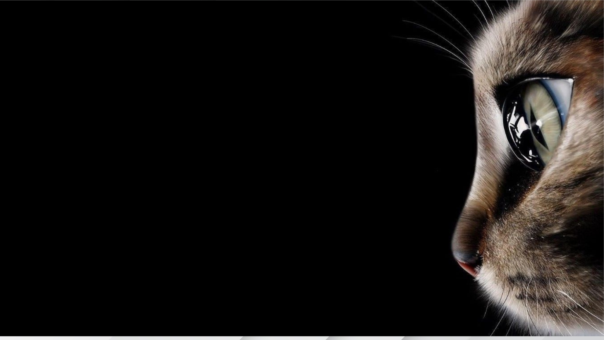 mau background den 20