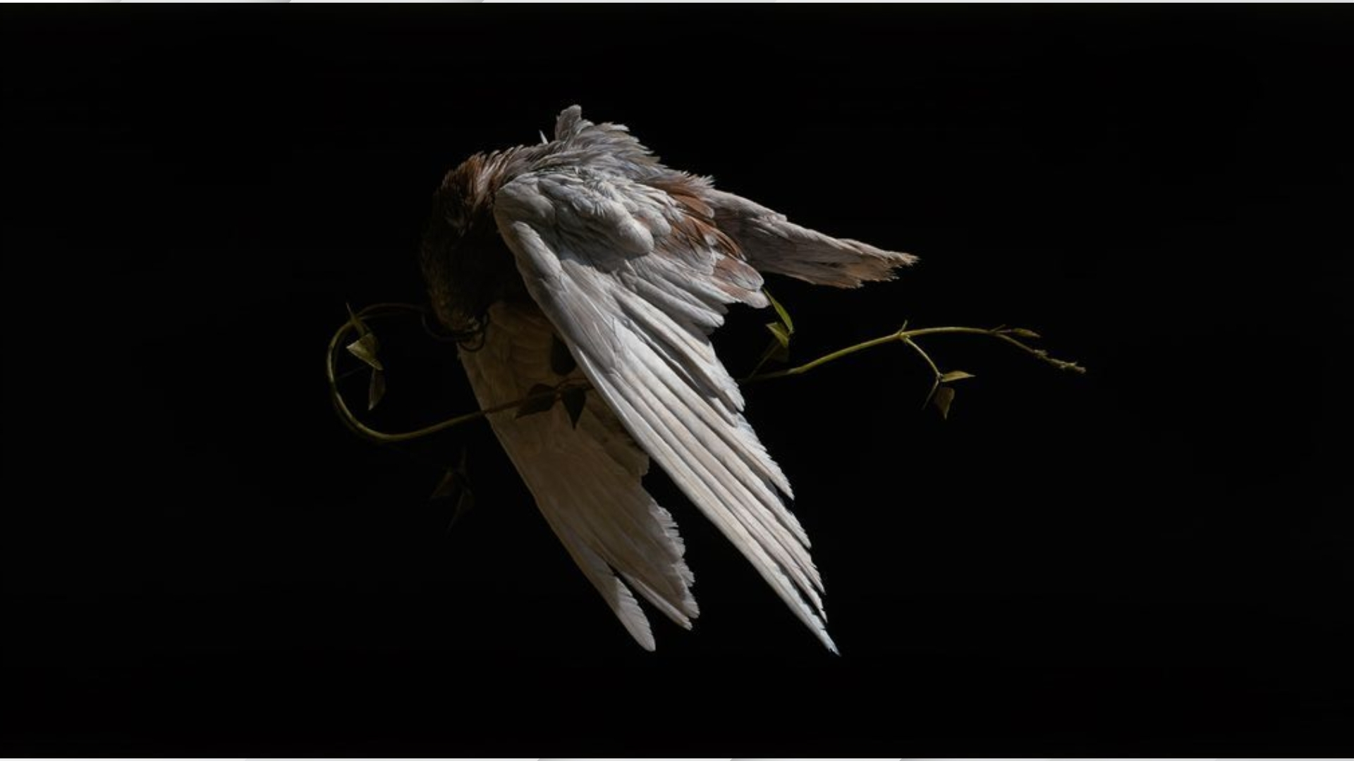 mau background den 27