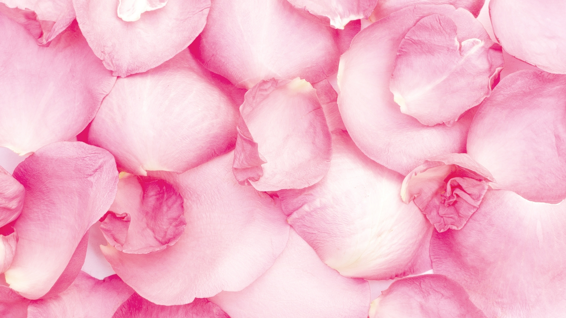 Background hồng cánh hoa Background hồng cánh hoa