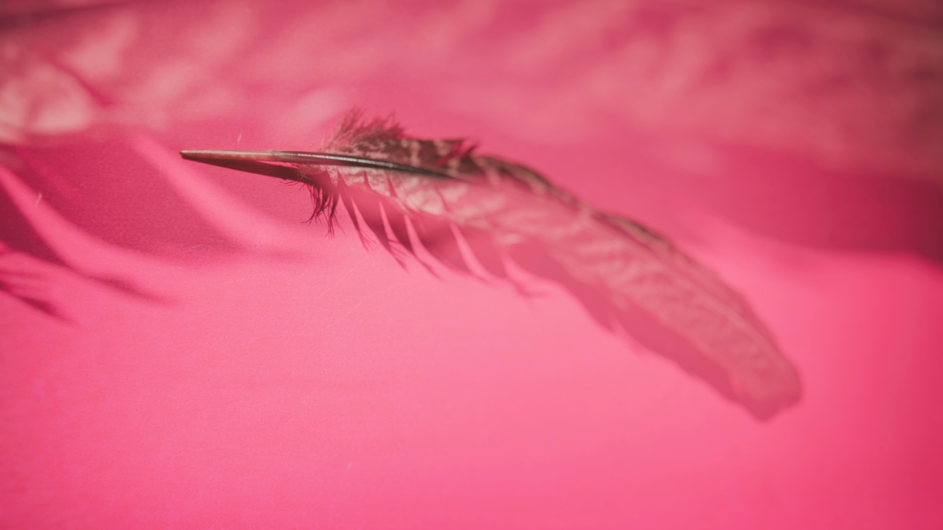 Background hồng lông vũ Background hồng lông vũ