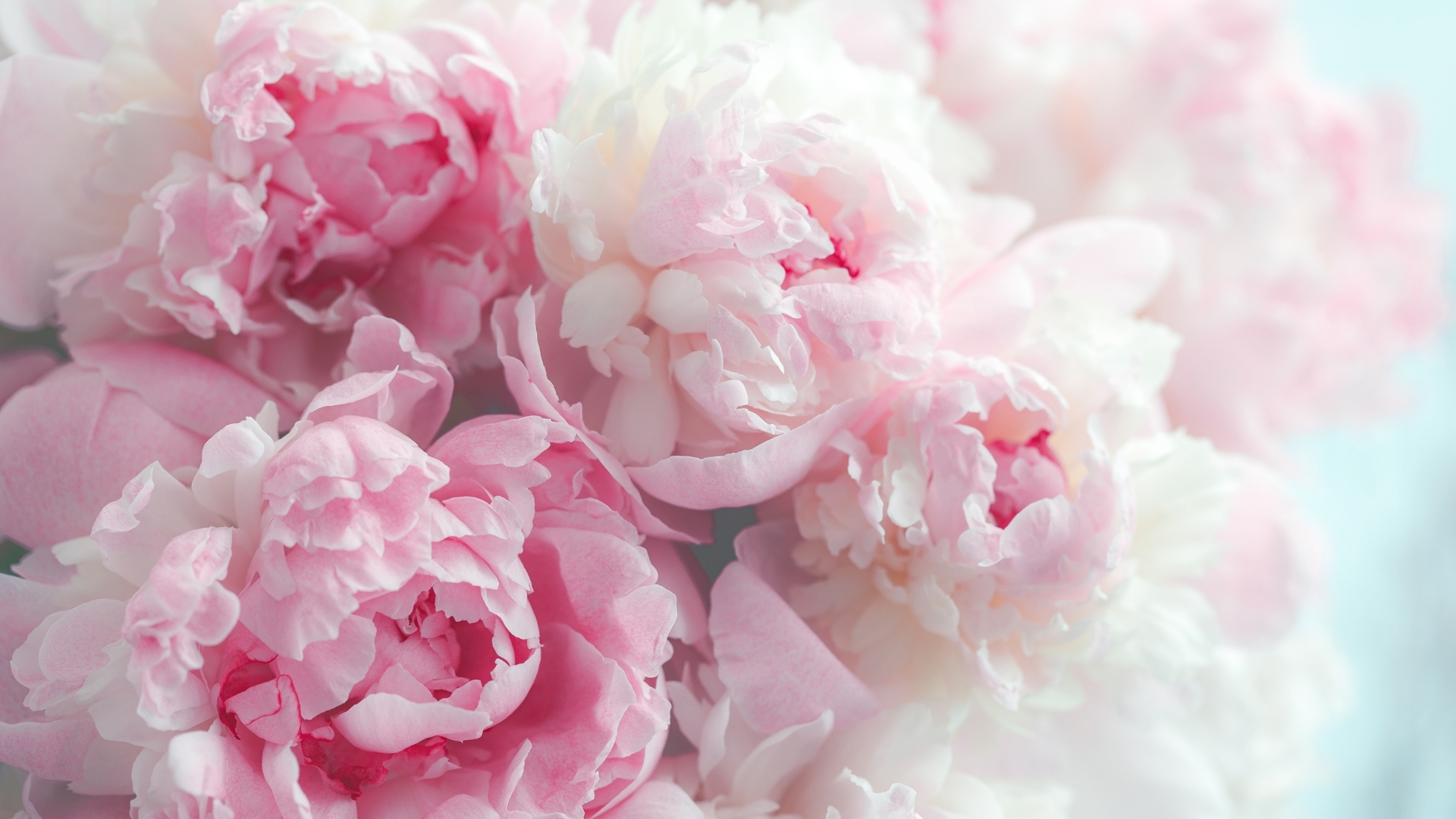 Hình nền hồng có hoa Hình nền hồng có hoa