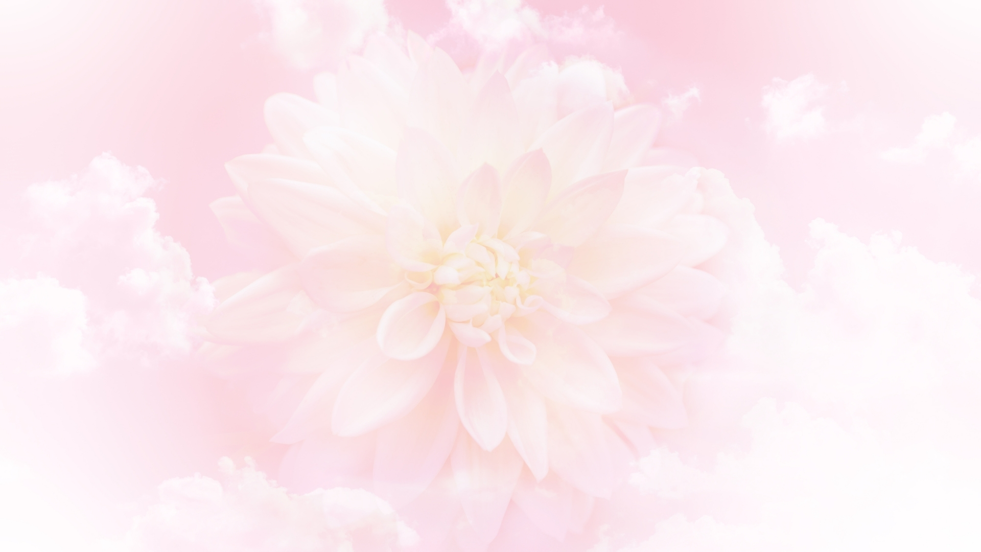 Nền hồng với hoa Nền hồng với hoa