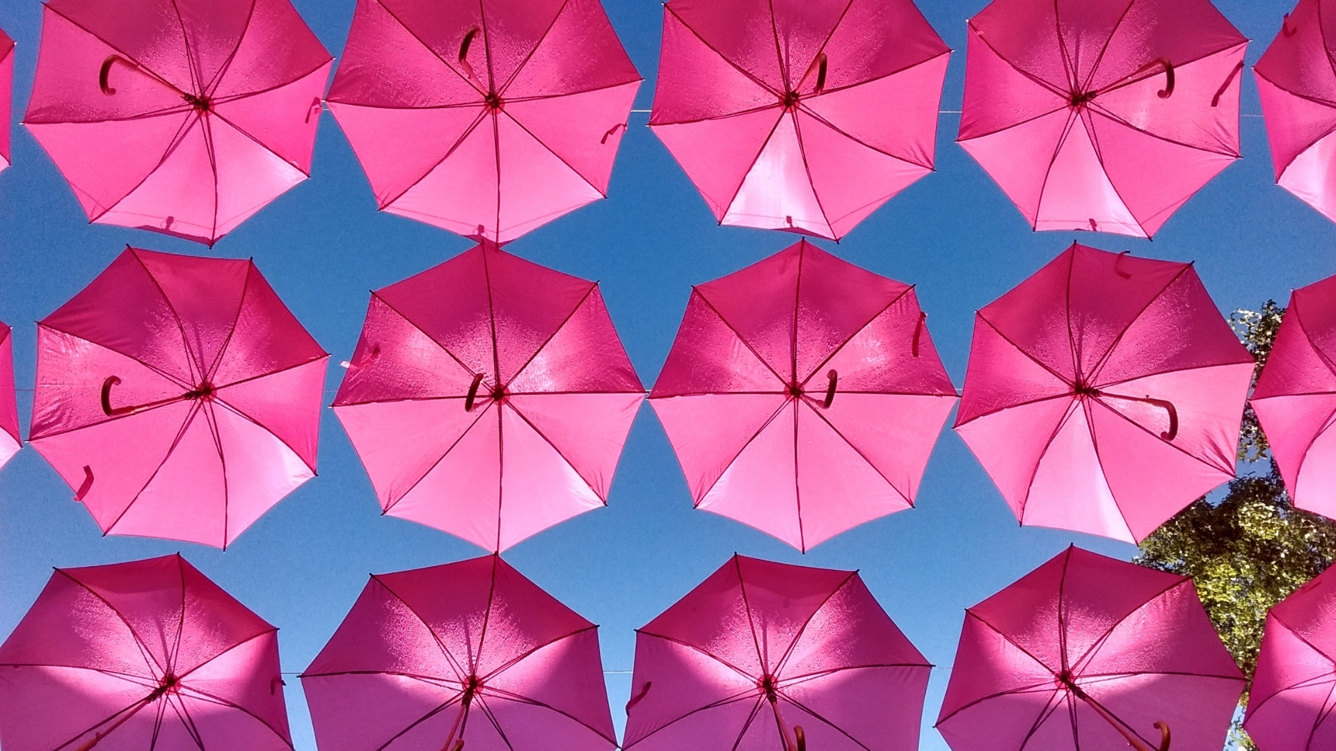 background hồng dù background hồng dù