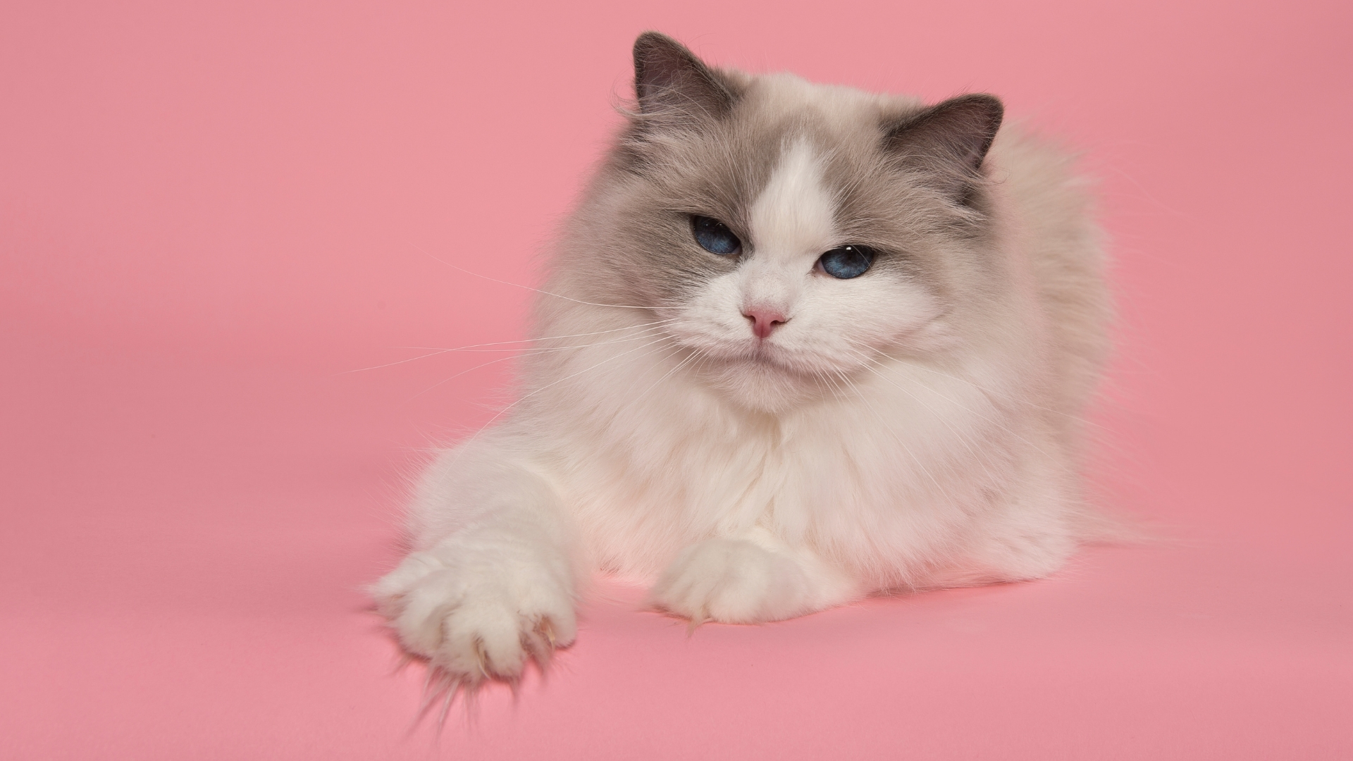 background hồng thú cưng background hồng thú cưng