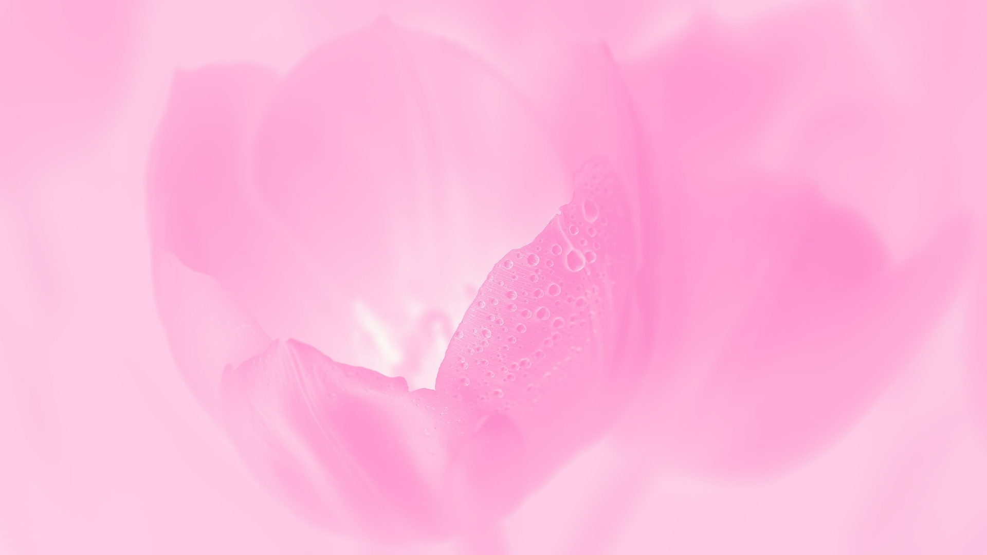 hình nền hồng cách sen hình nền hồng cách sen