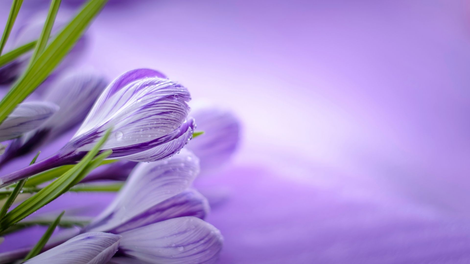 Anh nen tim hd cho laptop