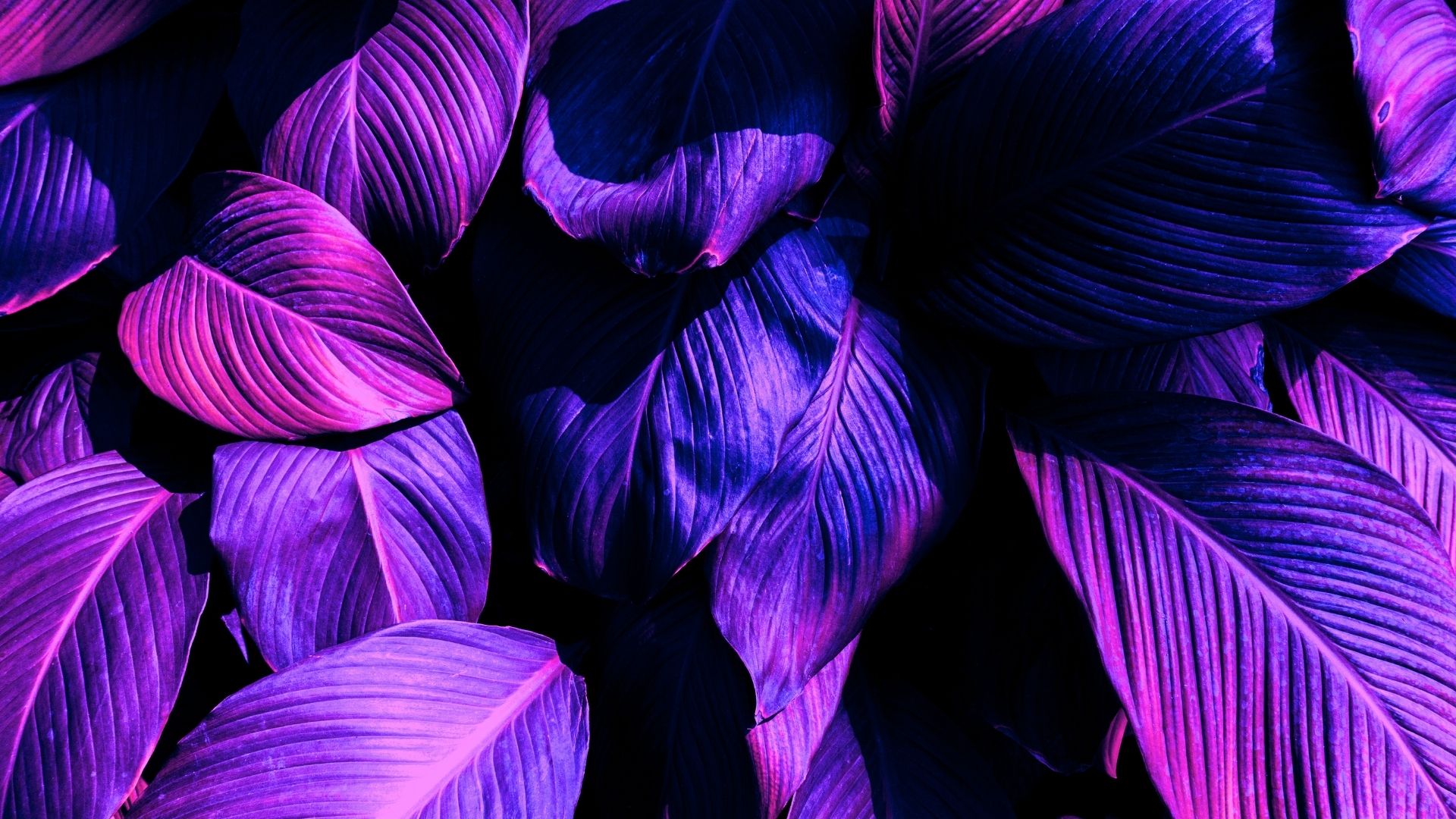 Background sac tim cuc dep