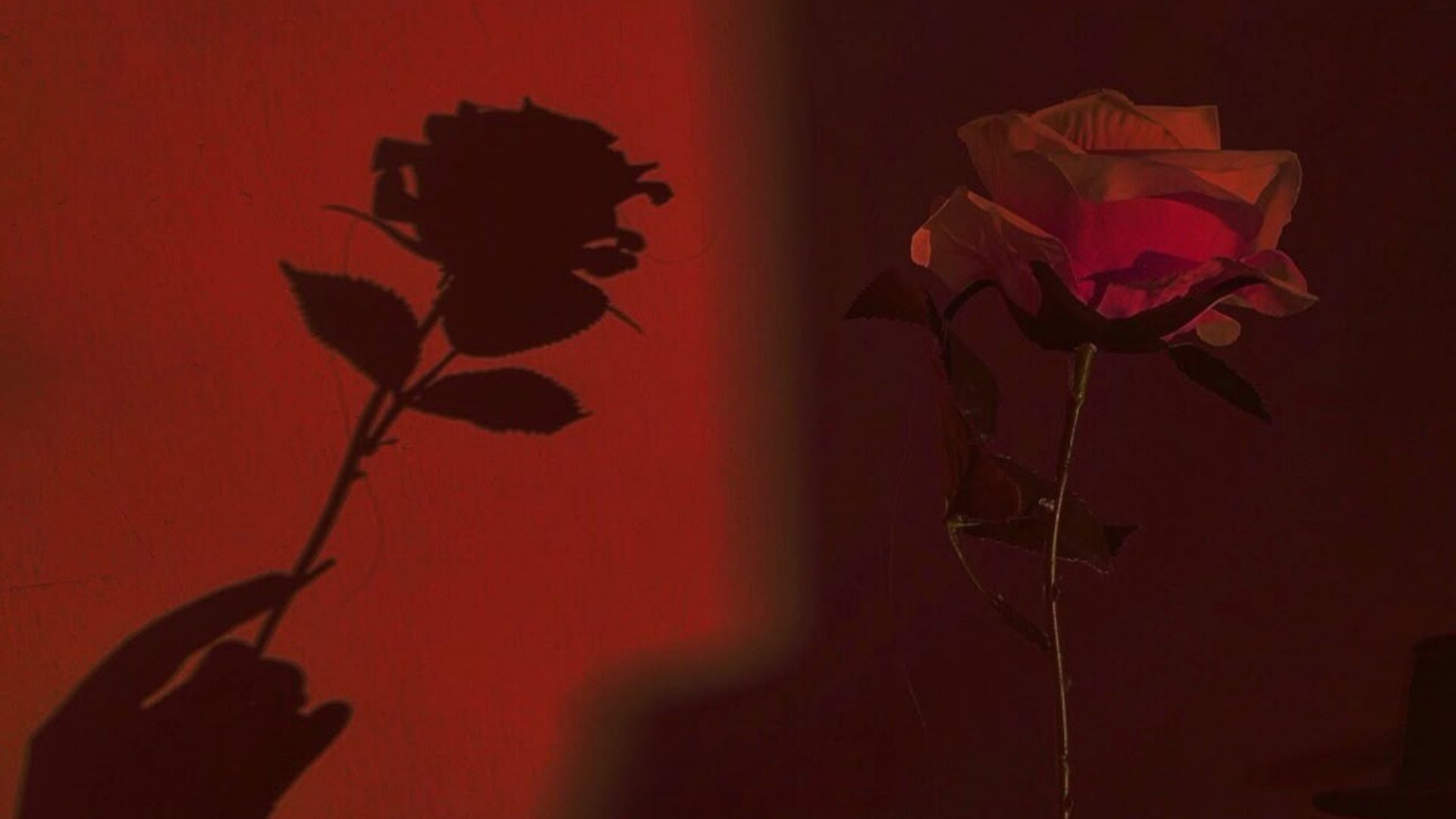 background hoa hong do