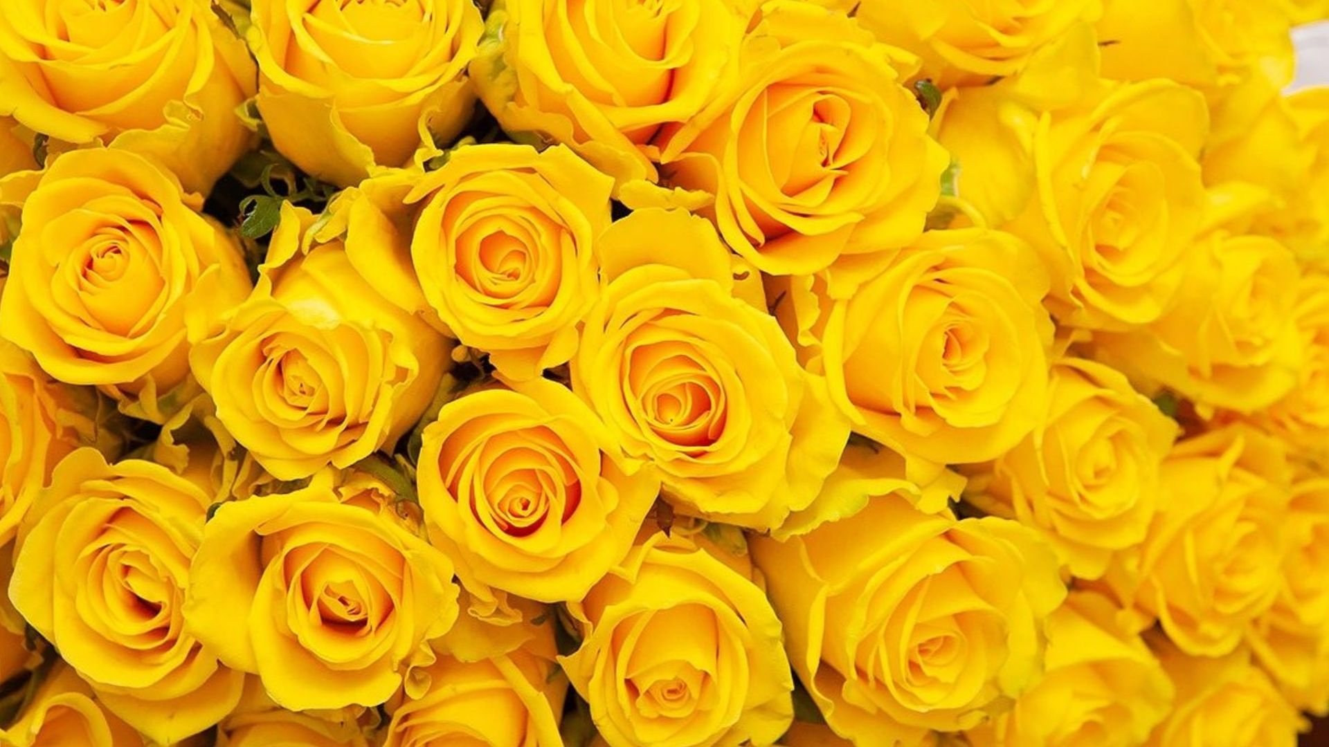 background hoa hong vang