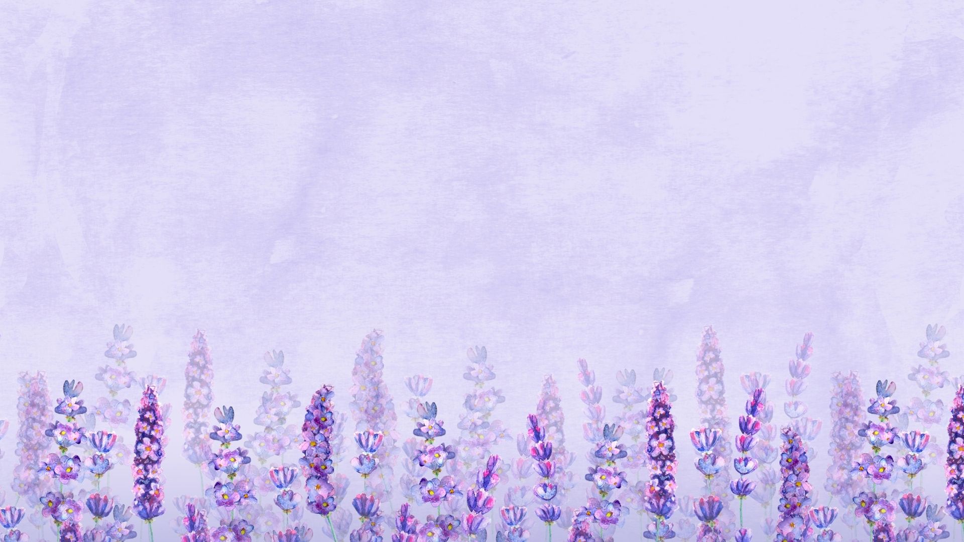 background hoa lavender tim