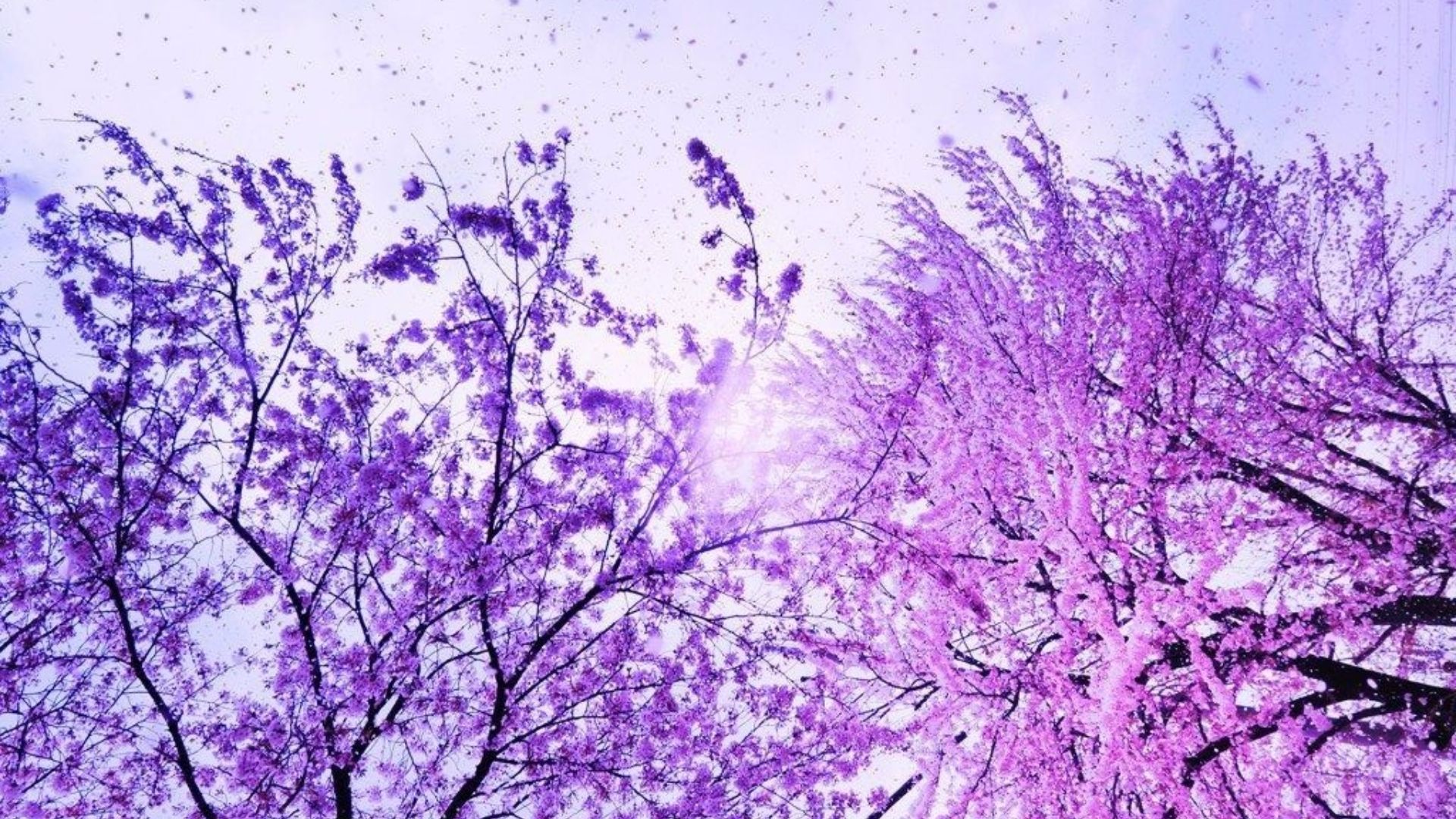 background hoa mau tim dep