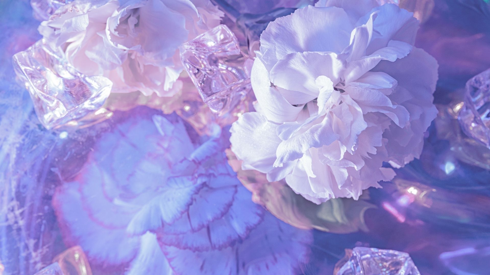 background hoa sac tim