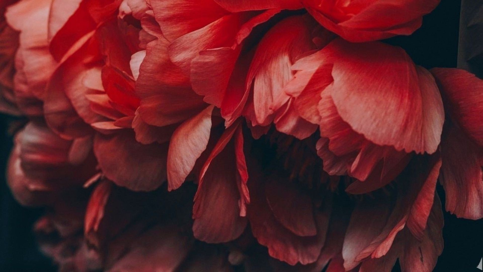 hinh nen hoa mau don do