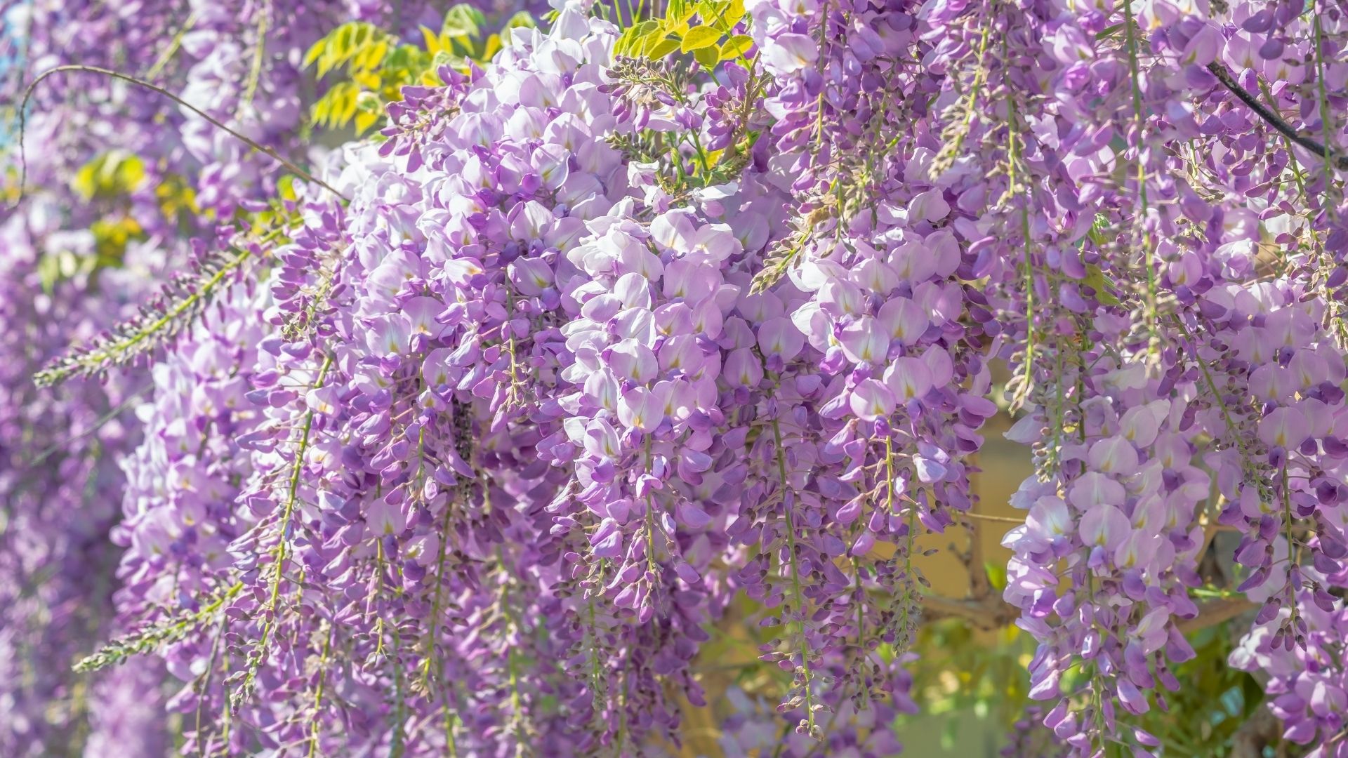 hinh nen hoa tim bang lang