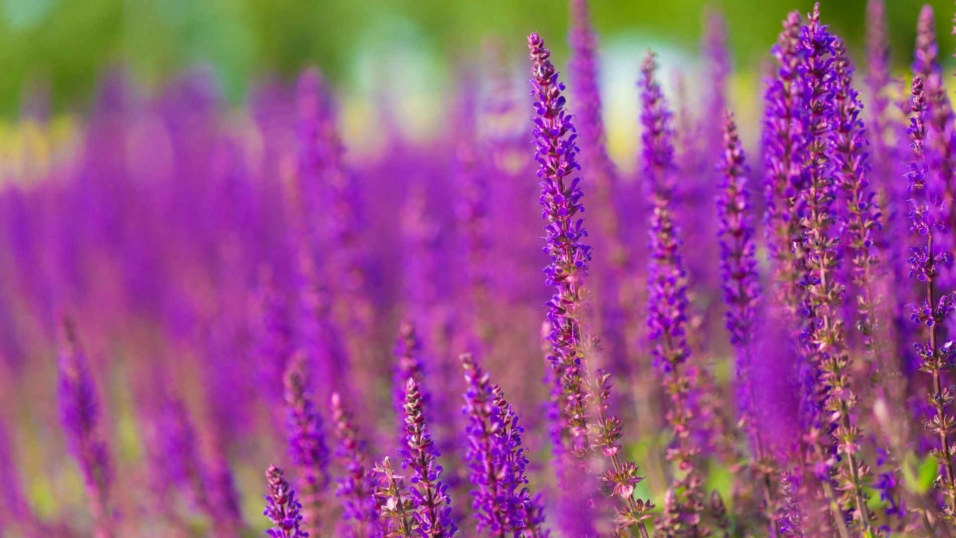 hinh nen tim lavender