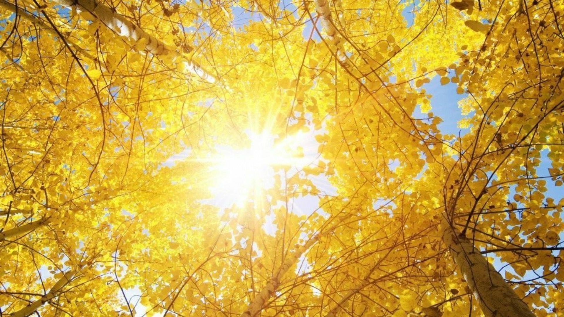 99+ Background vàng ĐẸP, sắc nét, tải file miễn phí, lưu nhanh trên bài viết 160 hinh nen vong nguyet que vang