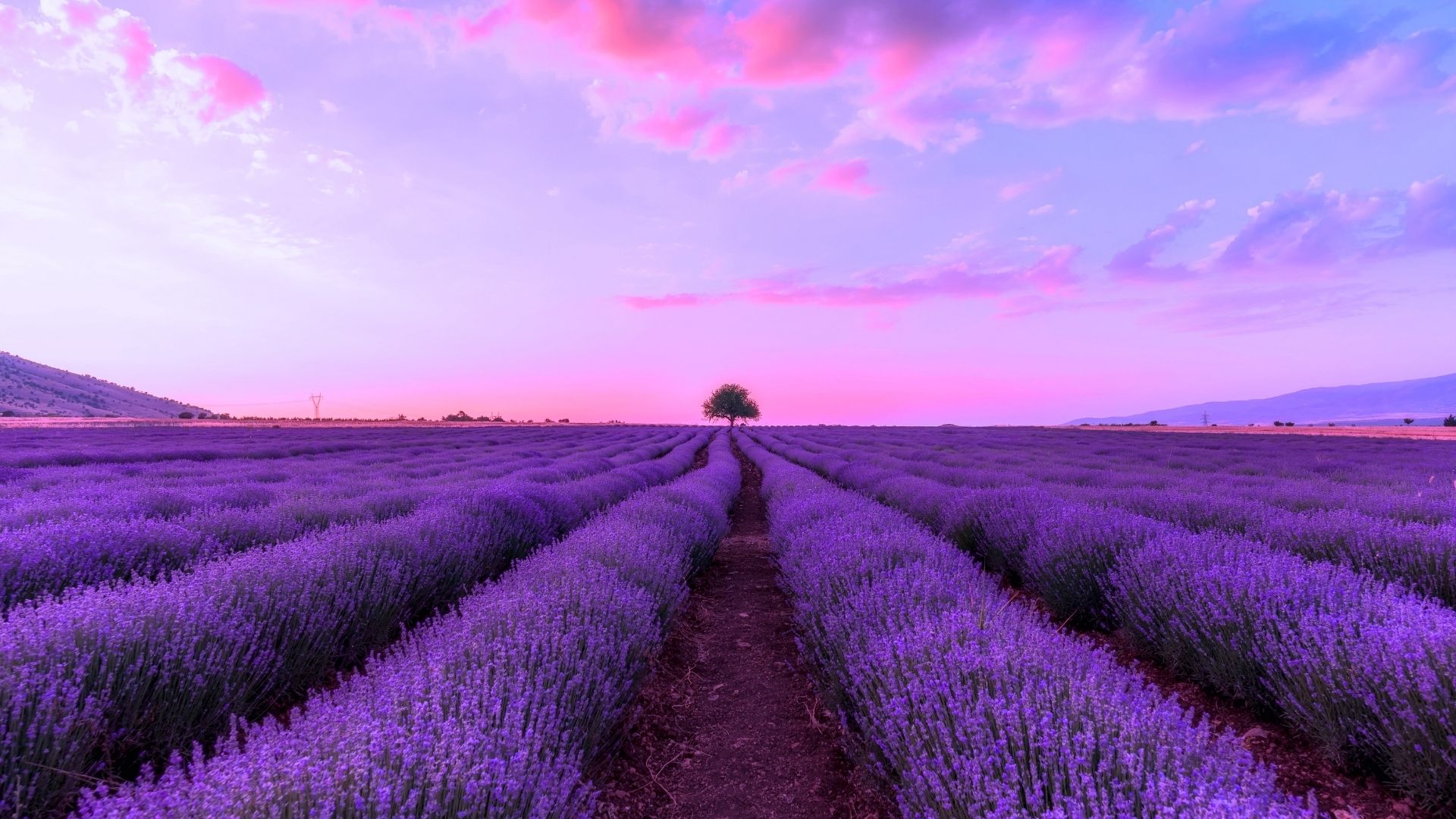 hinh nen vuon hoa tim lavender