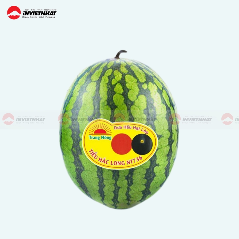 Tem dan dua size lon